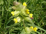 Wayside Flowers