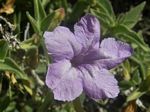 Desert Ruellia, Ruellia californica   