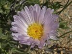 Mojave Aster, Xylorhiza tortifolia