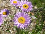 Subalpine Daisy, Erigeron peregrinus   