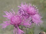 Spotted Knapweed, Centaurea biebersteinii    