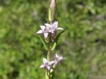 Northern Gentian, Gentiana amarelle    