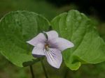 Marsh Violet, Viola palustris