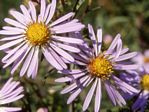 New England Aster 