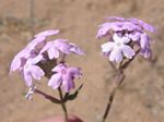 Desert Sand Verbena, Abronia villosa