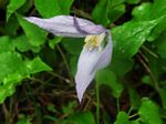 Blue Clematis, Clematis columbiana