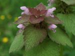 Dead Nettle, Lamium maculatum