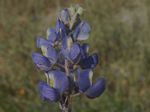 Arizona Lupine, Lupinus arizonicus