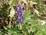 Arroyo Lupine, Lupinus succulentus