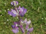 Seashore Lupine, Lupinus littoralis
