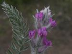 Showy Locoweed, Oxytropis splendens