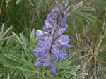 Silky Lupine, Lupinus sericeus