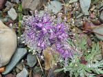 Silky Phacelia, Phacelia sericea