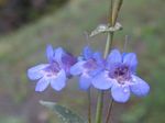 Smooth Blue Beardtongue, Penstemon nitidus