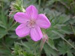 Sticky Purple Geranium, Geranium viscosissimum