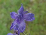 Upland Larkspur, Delphinium nuttallianum