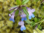 Small-flowered Blue-eyed Mary, Collinsia parviflora