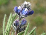 Small-flowered Lupine, Lupinus polycarpus