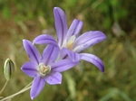 Harvest Brodieae, Brodiaea coronaria