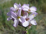 American Sea Rocket, Cakile edentula