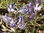 Silvery Lupine, Lupinus argenteus