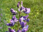 Arctic Lupine, Lupinus arcticus