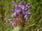 Heal-all, Prunella vulgaris