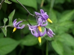 European Bittersweet, Solanum dulcamara