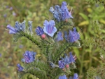 Blueweed, Echium vulgar