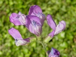 Beach Pea, Lathyrus japonicas