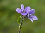 Alpine Speedwell, Veronica wormskjoldii