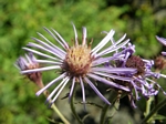 Few-flowered Aster, Aster modestus