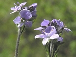 Cusick's Speedwell, Veronica cusickii