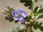 Scorpionweed, Phacelia crenulata