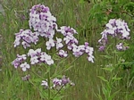 Dame’s Violet, Hesperis matronalis