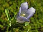 King Gentian, Gentiana sceptrum