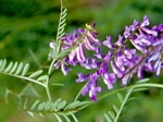 Tufted Vetch, Vicia cracca