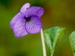 Alaska Violet, Viola langsdorfii