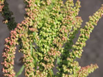 Curled Dock, Rumex crispus
