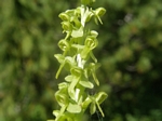 Alaskan Rein Orchid, Piperia unalascensis