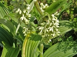 Corn Lily, Veratrum viride