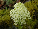 Meadow Death Camas, Zigadenus venenosus
