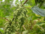 Common Nettle, Urtica dioica
