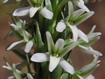 Seaside Rein Orchid, Piperia maritima