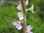 Sickletop Lousewort, Pedicularis racemosa