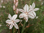 Onion Weed, Asphodelus fistulosus
