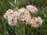 California Buckwheat, Eriogonum fasciculatum