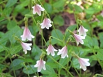 Twinflower, Linnaea borealis
