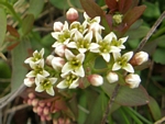 Bastard Toad-flax, Comandra umbellata
