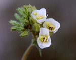 Brown-eyed Evening Primrose, Camissonia claviformis